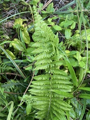 Amauropelta rivularioides