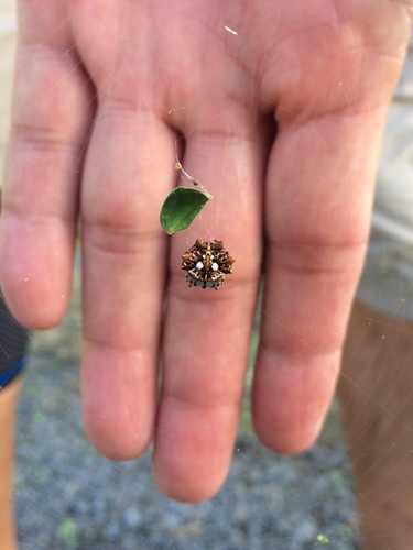 Asian Spinybacked Orbweaver photo 6