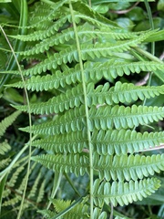 Amauropelta rivularioides