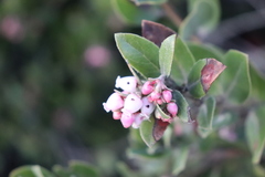 Arctostaphylos tomentosa