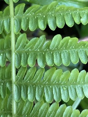 Amauropelta rivularioides