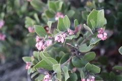 Arctostaphylos tomentosa