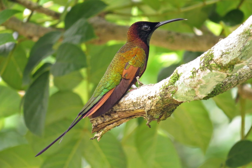 Crimson Topaz (Topaza pella) photo