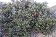Arctostaphylos tomentosa