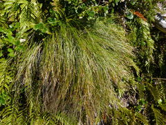 Schoenus pauciflorus