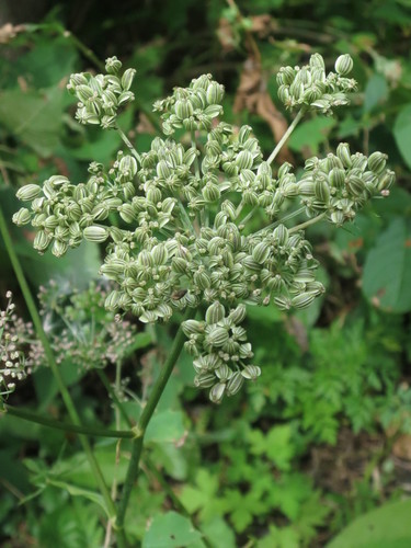 Image of Angelica czernaevia by (c) Repina Tatyana, some rights reserved (CC BY)