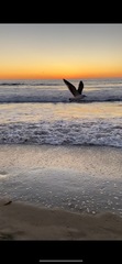 Larus occidentalis