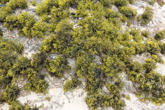 Psilophycus alveatus