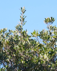Pittosporaceae