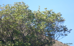 Pittosporaceae