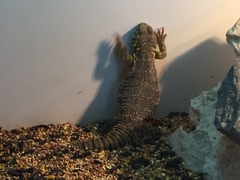 Uromastyx geyri