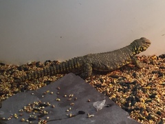 Uromastyx geyri