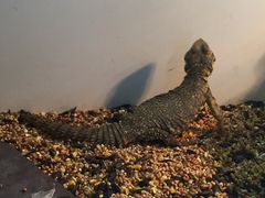 Uromastyx geyri