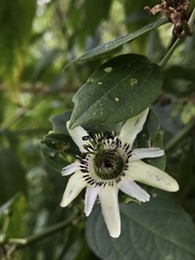 Passiflora cuspidifolia