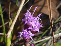 Liatris laevigata