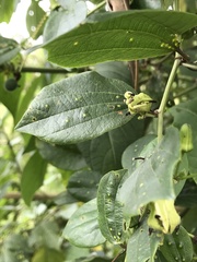 Passiflora cuspidifolia