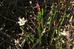 Zephyranthes minima