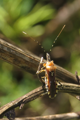 Cosmoclopius nigroannulatus