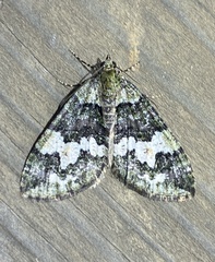Hydriomena albifasciata