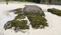 Psilophycus alveatus