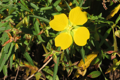 Ludwigia bonariensis