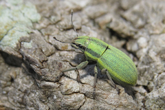 Pantomorus viridisquamosus