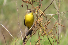 Pseudocolopteryx sclateri