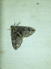 Hydriomena albifasciata