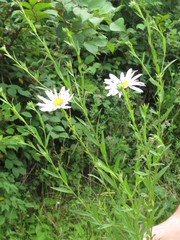 Aster incisus