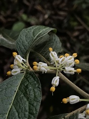 Lycianthes radiata