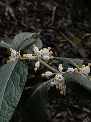 Lycianthes radiata