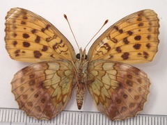 Brenthis daphne rabdia