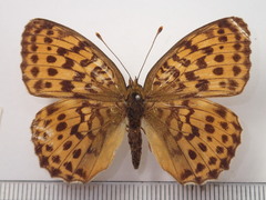 Brenthis daphne rabdia