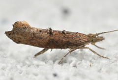 Ypsolopha horridella