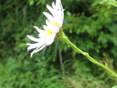 Aster incisus