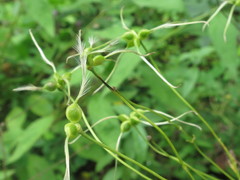 Clematis terniflora mandshurica