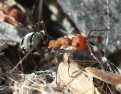 Formica propinqua