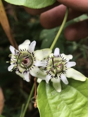 Passiflora cuspidifolia