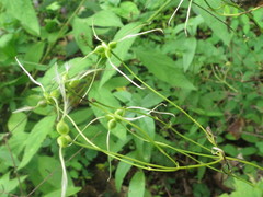 Clematis terniflora mandshurica