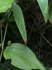 Passiflora cuspidifolia