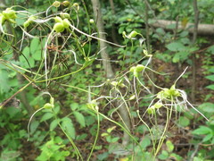Clematis terniflora mandshurica
