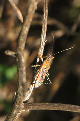 Cosmoclopius nigroannulatus