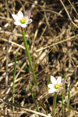 Zephyranthes minima