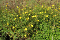 Ludwigia bonariensis