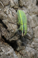 Pantomorus viridisquamosus