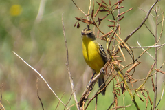 Pseudocolopteryx sclateri
