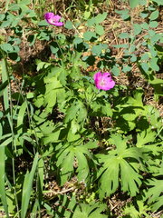 Geranium oreganum