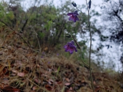 Conanthera