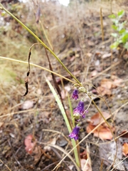 Conanthera
