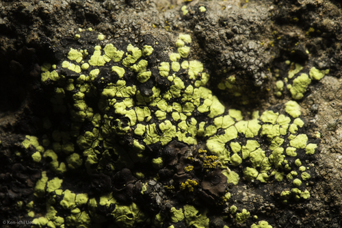 iNaturalist observation photo of Map Lichens